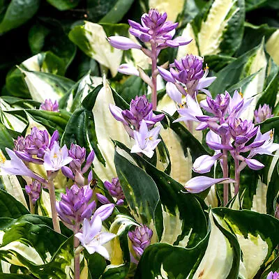 £10.99 • Buy Hosta Fire And Ice - Plantain Lily | Deciduous Herbaceous Potted Garden Shrub
