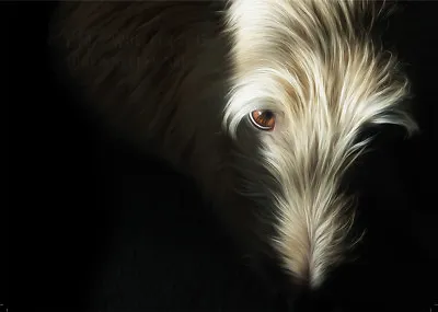 £3.50 • Buy Hairy Lurcher Greeting Card Dog Greyhound Whippet Saluki Christmas Sighthound
