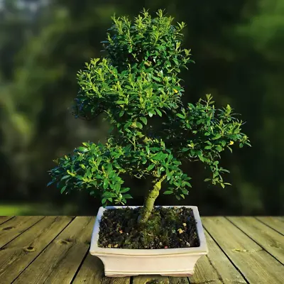 Ilex Flowering Indoor/Outdoor Bonsai Tree 30-35 Cm In Ceramic Pot • £74.68
