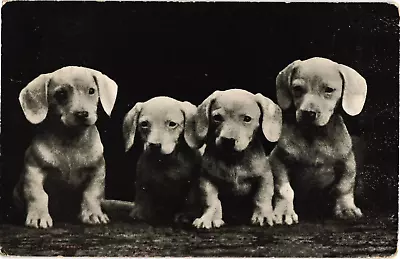 Four Dachshund Dogs Photo Litho Divided Postcard C1930s • $13.05