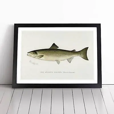 Atlantic Salmon Vintage Fish Sherman F. Denton Wall Art Print Framed Picture • $31.02