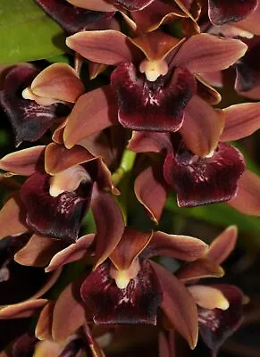 $60 • Buy OoN Cymbidium Orchid Forrest Gump '# 4' (125mm Pot)
