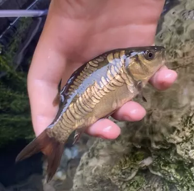 Mirror Carp. 3-4 Inch Koi Pond Fish • £6