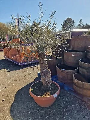 Ancient Gnarled Trunk Olive Tree - Large Specimen  • £250