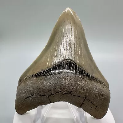 Sharply Serrated BEAUTIFUL COLORS 3.40  Fossil MEGALODON Shark Tooth - USA • $199