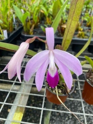 $45 • Buy Orchid Species-Laelia Perrini-Brazil