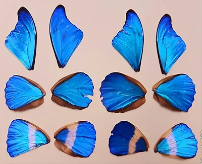 Lot Of 12 Morpho Cacica & M. Helena Butterfly Wings Craft Grade Jewelry Artwork  • $60