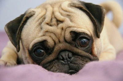 £15.99 • Buy Cute Pug Dog Animal Adorable Pug Giant Poster Print - A5 A4 A3 A2 A1 A0 Sizes