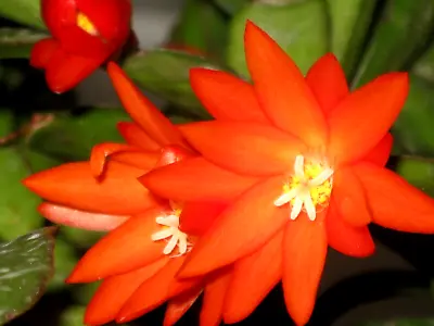 Easter Cactus Rhipsalidopsis Like Zygo  Tiger Orange  2 Cuttings • $16