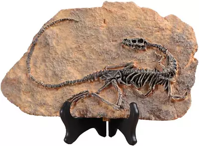 Resin Dinosaur Fossil Statue Model Simulated Skeleton Home Office Display Decora • $68.89