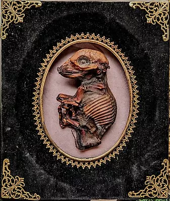 Mummified Piglet Taxidermy Oddities Art In Frames Ooak Dehydrated Fetal Pig • $105