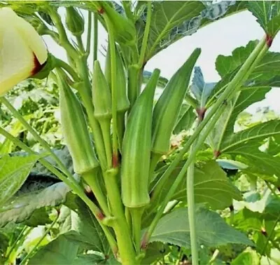 Okra Dwarf Seeds  50 Seeds - Organic Grown In Qld Delicious  • $7.95