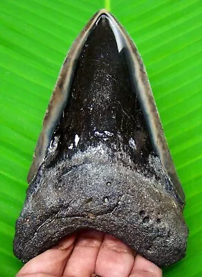 Megalodon Shark Tooth - 4.83  - Shark Teeth - Real Fossil - Serrated - Megladone • $99