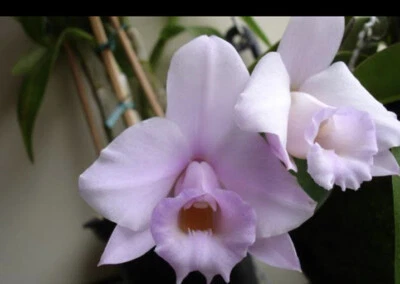 $60 • Buy Species Orchid Flask - Laelia Alaorii