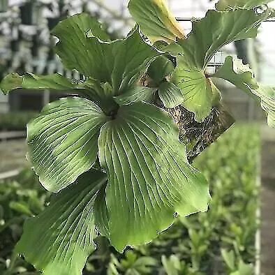 Elephant Staghorn Fern - Platycerium Elephantotis - Live Plant • $23.99