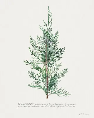 Art Nouveau Juniper Illustration - Botanical Fine Art Photo Print (8x10) • $5.99