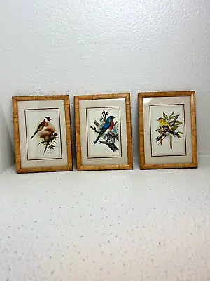 PH Gonner 3 Vintage Prints Birds Faux Bamboo Frame Small 5.75  X 7.75  • $49.99