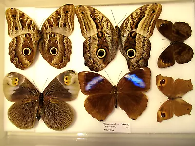 £14.50 • Buy StoreBox 7 (65) Tropical Butterflies Moths Entomology Insect Lepidoptera