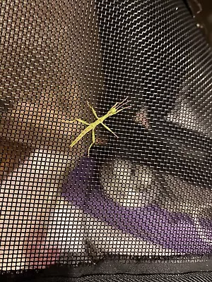 £18 • Buy Diapherodes Gigantea  Stick Insect Nymphs  X  7 Please Note These Are Nymphs.