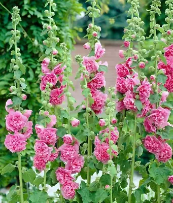 15 Chater's Rose Pink Hollyhock Seeds • £2.39