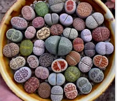 $5.50 • Buy RARE Lithops MIX Succulent Cactus EXOTIC Living Stones Desert Rock Seed 50 SEEDS