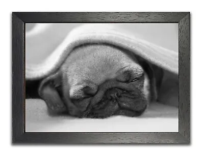 £6.99 • Buy Pug #6 Cute Dog Sleeping Under The Blanket Sweet Large Photo Poster Picture