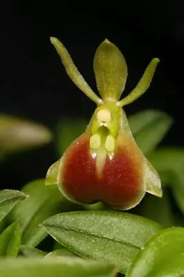 Miniature Orchid Species Epidendrum Neoporpax. Blooming Size • $19.99