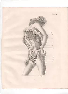 Antique Print-ANATOMY-Myology Muscles Chest Abdomen 2-Richter-Schroter-1834  • £25