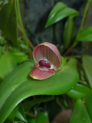 $25 • Buy Species Orchid - Pleurothallis Palliolata