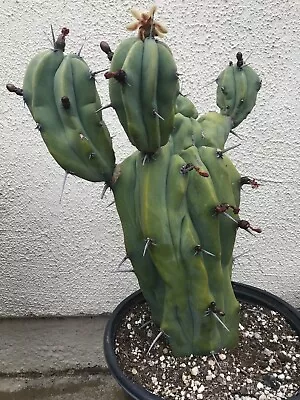 Huge And Fatty Myrtillocactus Geometrizans Crested Blue Myrtle Cactus • $95