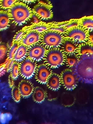  🪸 20+beuitiful Eagle Eye Zoa Marine Coral-soft/sps/lps🪸 • £0.99