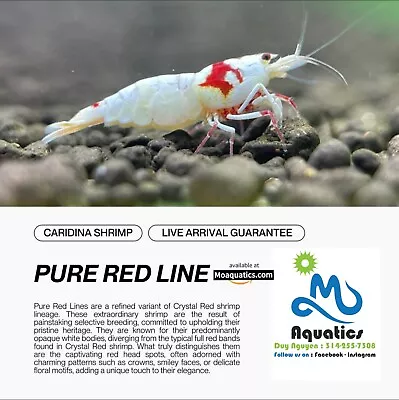 10+1(DOA) Pure Red Line Shrimp - Very Unique - Overnight Shipping • $45