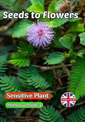 Mimosa Pudica - Sensitive Plant - Border House Plant - 360 Quality Flower Seeds • £2.89