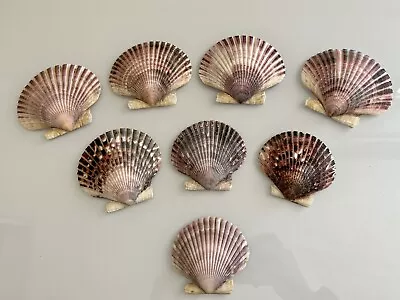 $5.99 • Buy Eight (8) Deep Scallop Sea Shells 2-4 Inches Beach Decor Nautical Craft Tropical