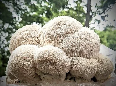 Lions Mane Mushroom Grow Kit Ready To Fruit Simply Cut The Bag And Mist • £15.99