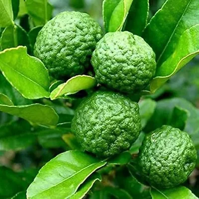 Kaffir Lime Tree Starter Plant. Citrus Hystrix. Makrut Lime. 5” - 7  Tall 4  Pot • $20