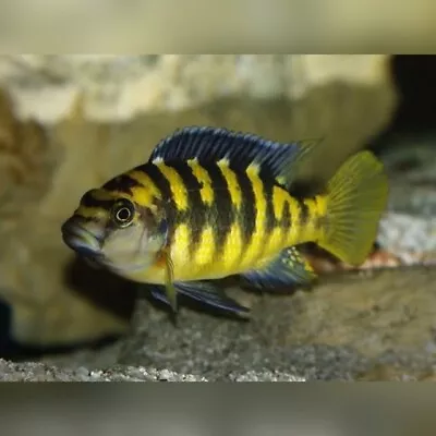 Bumblebee Cichlid | Pseudotropheus Crabro | Hornet Cichlid | Lake Malawi Cichlid • £7.50