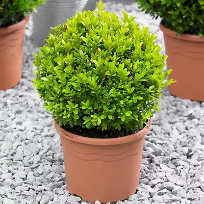 Buxus Ball 20cm Diameter Common Box Boxwood Garden Topiary Real Evergreen Shrub • £17.99