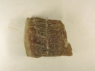 Fossil Fern  From Mazon Creek Formation 300 MYA - 1 1/2  X 1   Free Shipping • $9.95