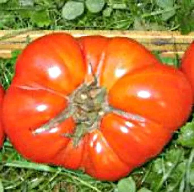 Akers West Virginia Tomato Seed • $10.98