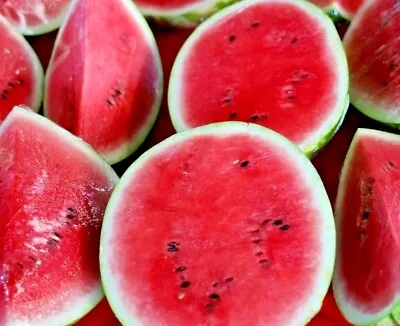 50+ Seeds Sugar Baby Watermelon Super Sweet Fruit Heirloom Non-gmo Melon Usa • $3.29