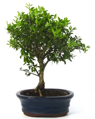 Ilex (Japanese Holly)Bonsai Tree Broom Style  - Supplied In An Oval Ceramic Pot • £39.09