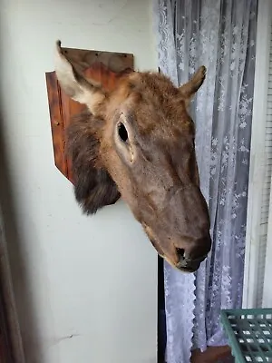 Roosevelt Elk Head • $549.99