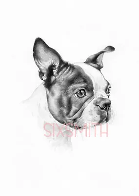 Boston Terrier Vintage Drawing High Resolution Giclee 8x10 Print • $14.99