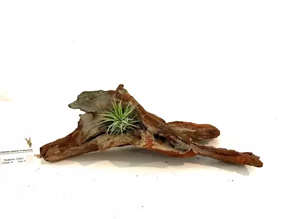 Malaysian Driftwood & Air Plant: A Perfect Fusion Of Nature's Beauty S (10~12 ) • $29.99