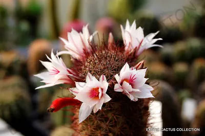 RARE MAMMILLARIA FRAILEANA Exotic Cacti Pincushion Cactus Seed 20 SEEDS • $8.99