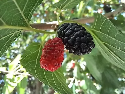 Mulberry Black - 50 Seeds - Heirloom Fruit Tree - Sweet And Juicy Dark Berries • $7.99