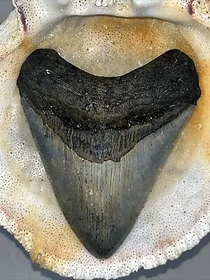 Megalodon Shark Tooth  100% Authentic Seratted 3.88  • $13.50