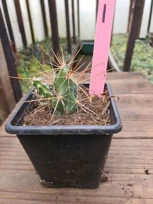 £13 • Buy Opuntia Boliviana Plants 
