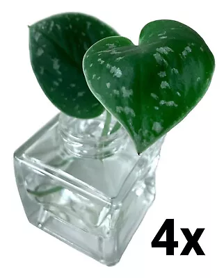 Glass Bud Vase Clear Square Jar Wedding Florist Propagation Terrarium Hydroponic • £15.49